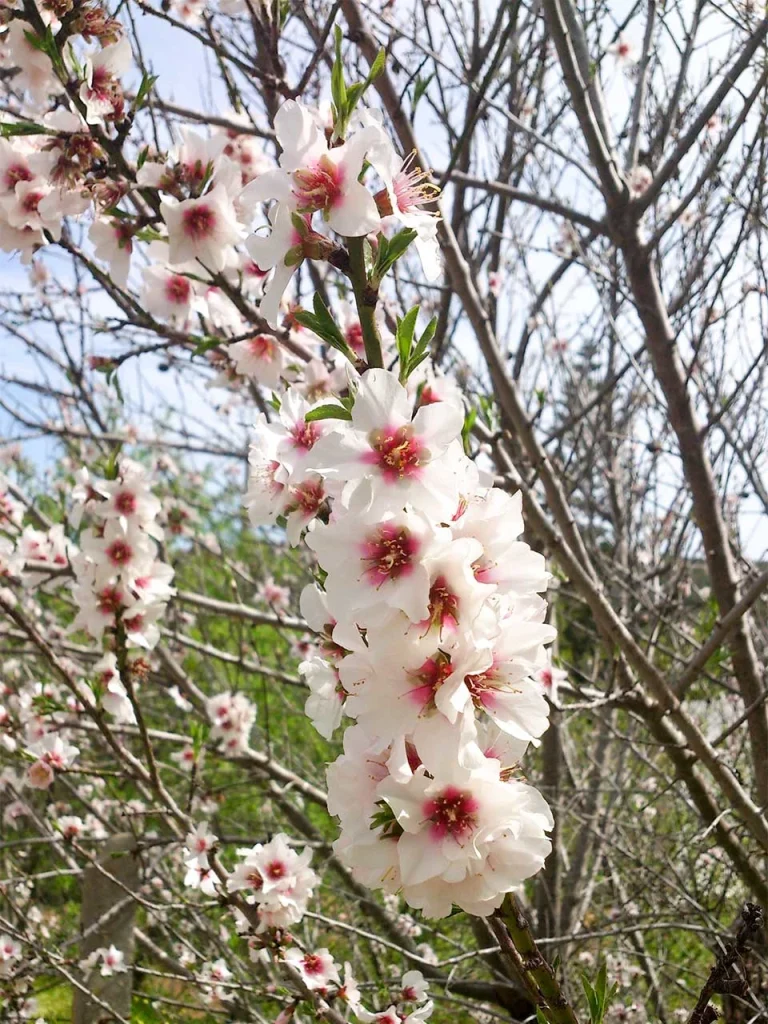 Salema Almond Blossoms